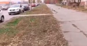 Саженцы на Малой Александрова превратились в мусор: пиар-озеленение не прижилось
