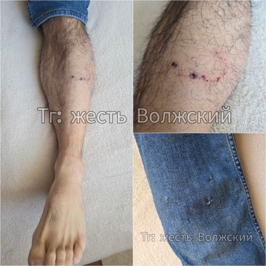 Повторное нападение стаи собак на предприятии в Волжском: пострадал мужчина