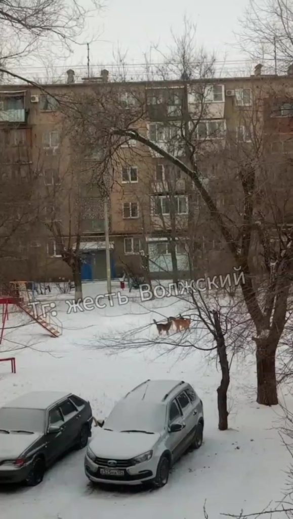 Стая бродячих собак угрожает безопасности детей в Волжском