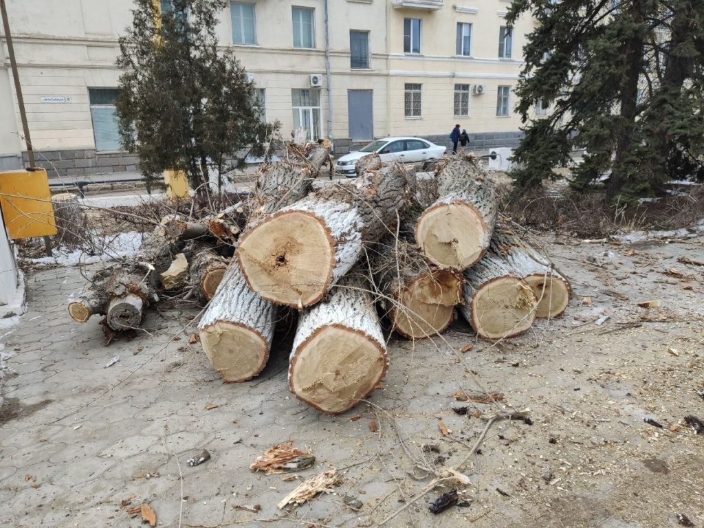 Волжский начнёт продавать древесину от сноса деревьев через аукционы