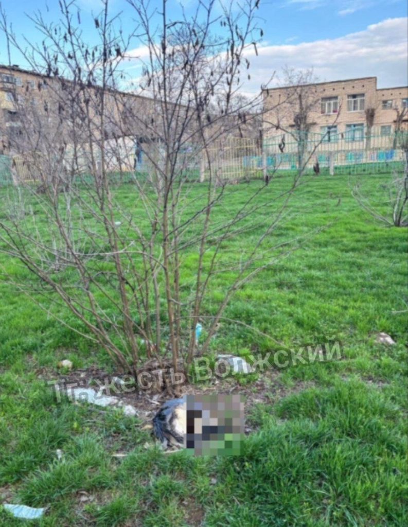 Шокирующая находка в Волжском: шесть кошек обнаружены в пакетах