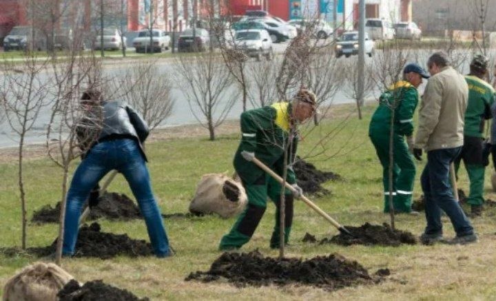 Волжский озеленится: весной высадят тысячи деревьев