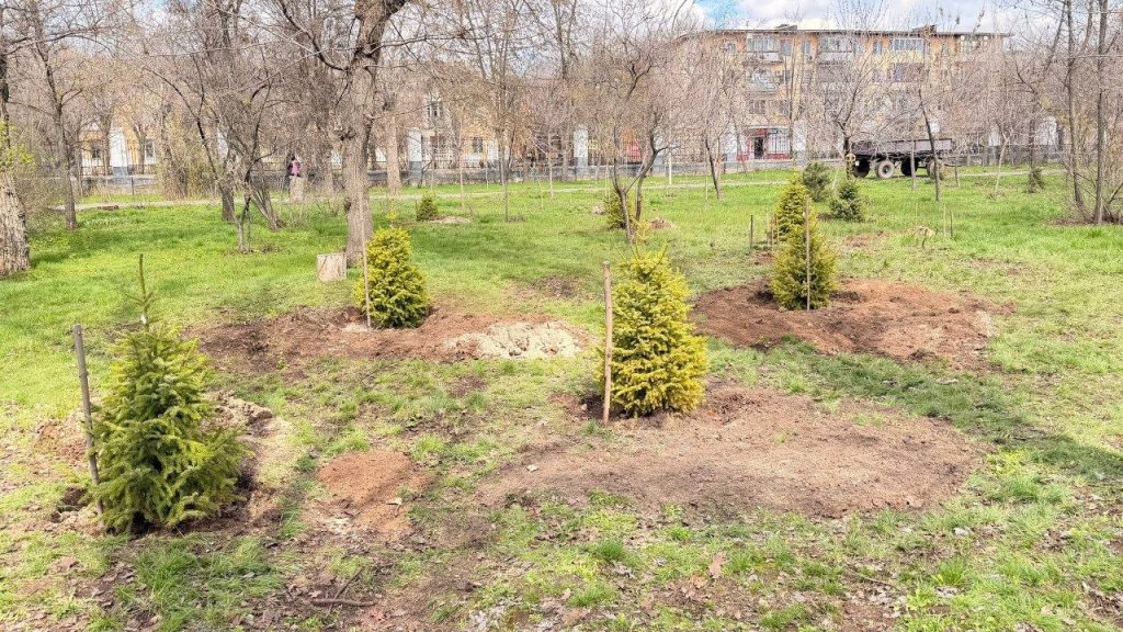 Парк «Гидростроитель» пополнился хвойными красавицами