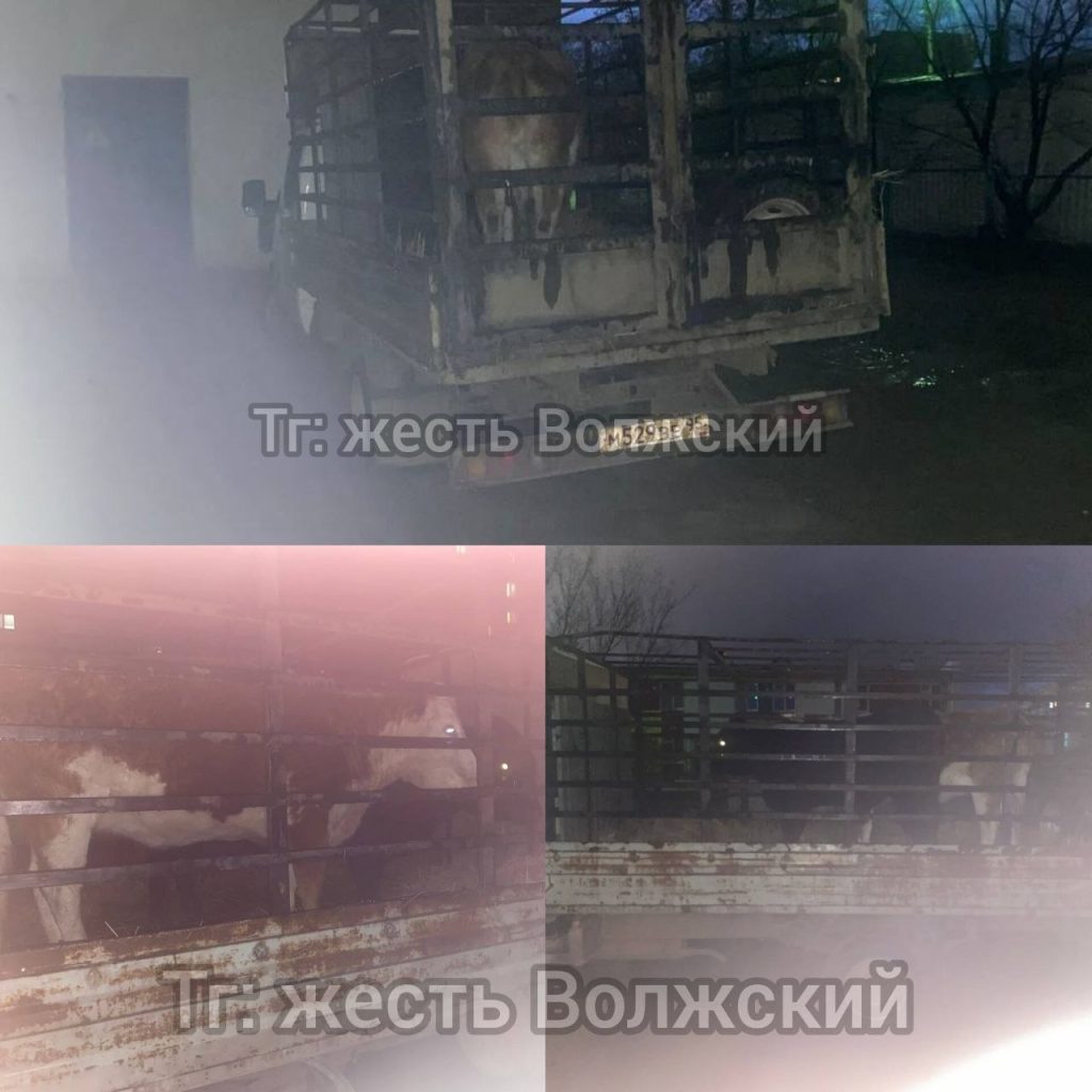 Грузовик с коровами превратил двор на Энгельса в ночную ферму