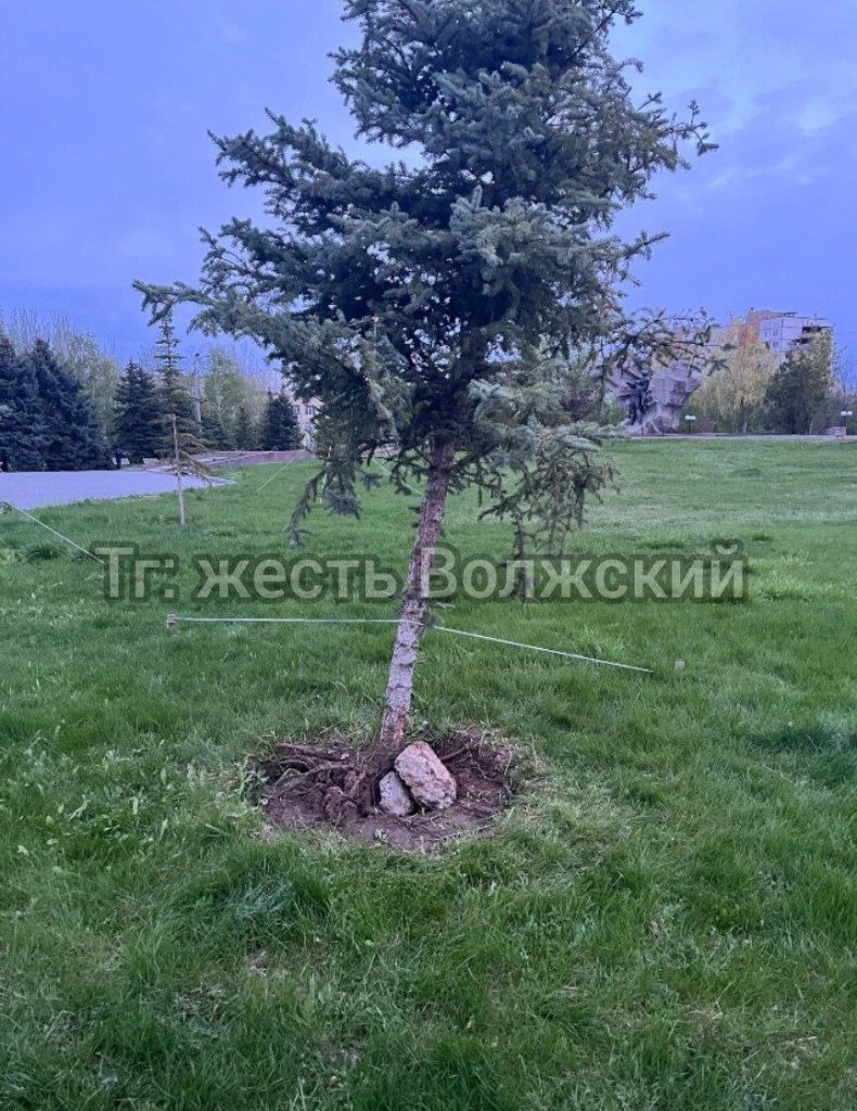 В Волжском ель в парке пытаются спасти с помощью камней и верёвки