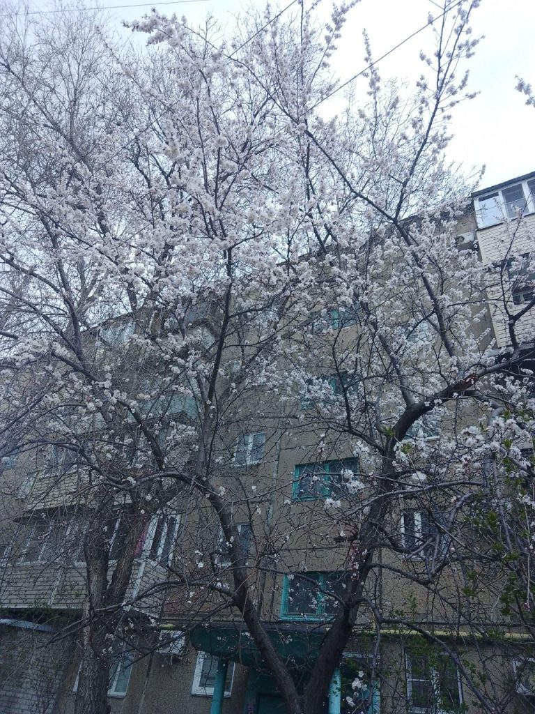 Волжский: переменная облачность и до +12 °C, ветер усилится до 15 м/с