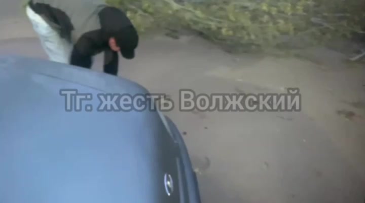 На улице Горького в Волжском дерево рухнуло на припаркованный автомобиль: помощи от коммунальщиков не дождались