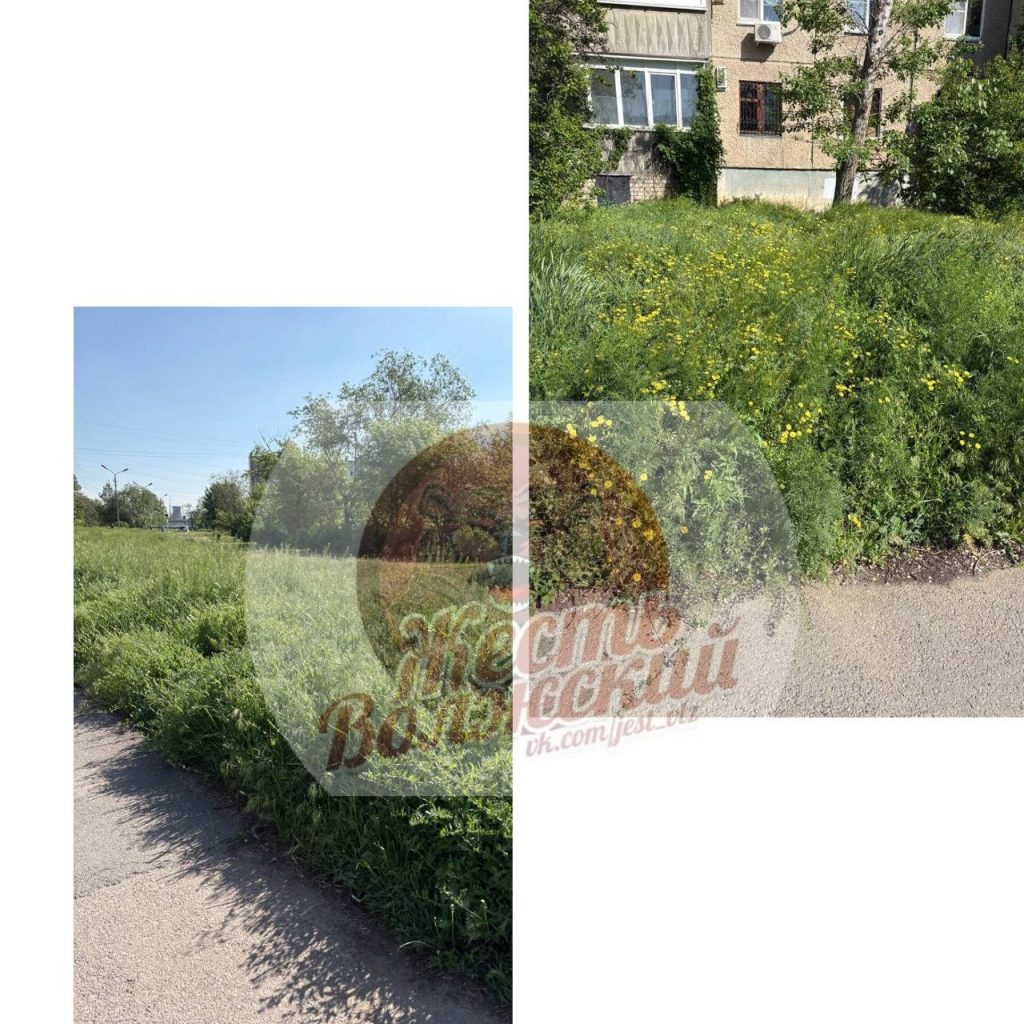 Волжане обеспокоены зарослями травы в 24-м микрорайоне: клещи под угрозой