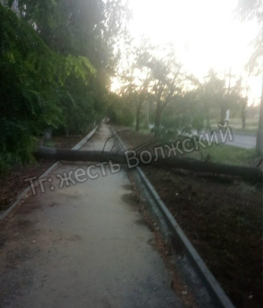 На улице Пушкина в Волжском дерево полностью перекрыло тротуар
