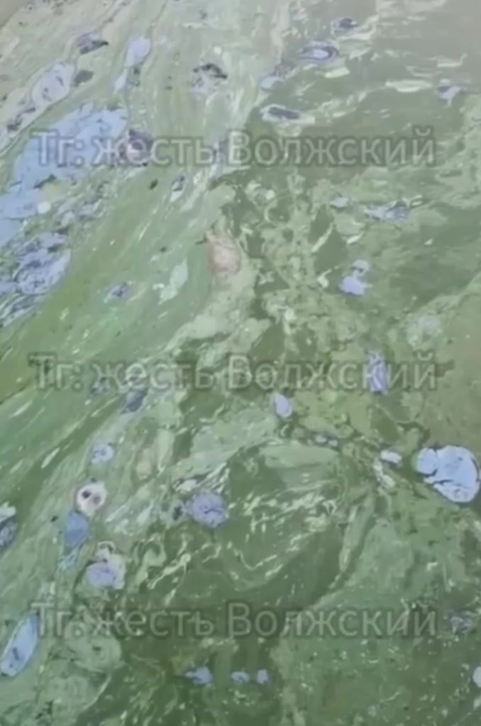 Зелёная жижа вместо воды: дачники СНТ «Цветущий Сад» требуют навести порядок на насосной
