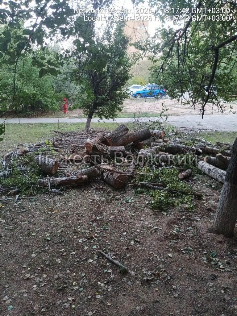 В Волжском спилили дерево на улице Дружбы, но убирать ветки не спешат