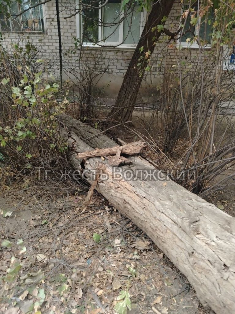 Во дворе дома на улице Пушкина рухнуло дерево у пятого подъезда