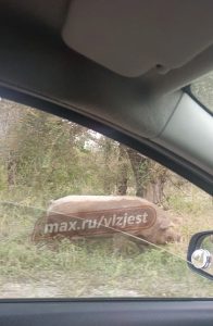 В Волжском у Шинного завода заметили гуляющую по обочине упитанную свинью
