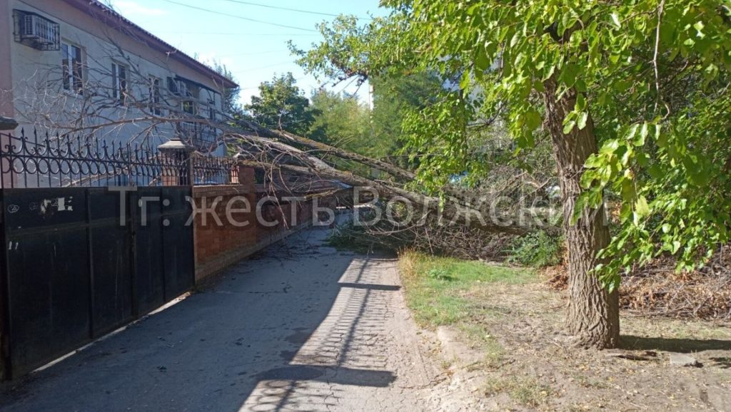 В Волжском на улице 19 Партсъезда сухое дерево рухнуло поперёк дороги