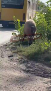 После свиньи в Волжском заметили огромного кабана: животное пасётся в промзоне уже третий день