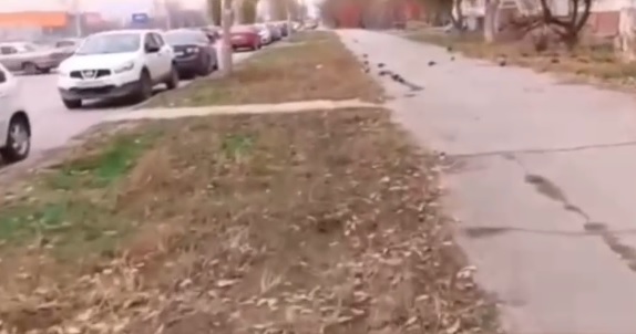 Саженцы на Малой Александрова превратились в мусор: пиар-озеленение не прижилось