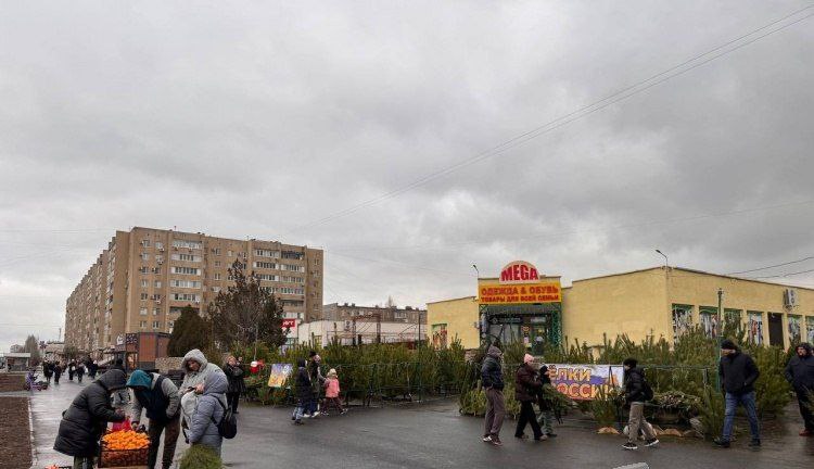 Волжане выбирают новогодние ёлки: живая хвоя или искусственная практичность