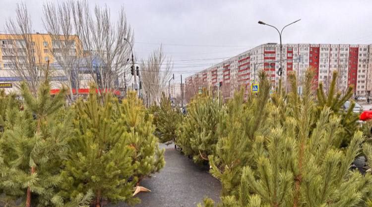 Новогодние ёлки в Волжском подорожали накануне праздника