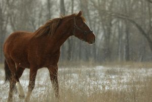 После нового нападения на конюшню в Волжском всплыла старая угрожающая записка хозяйке