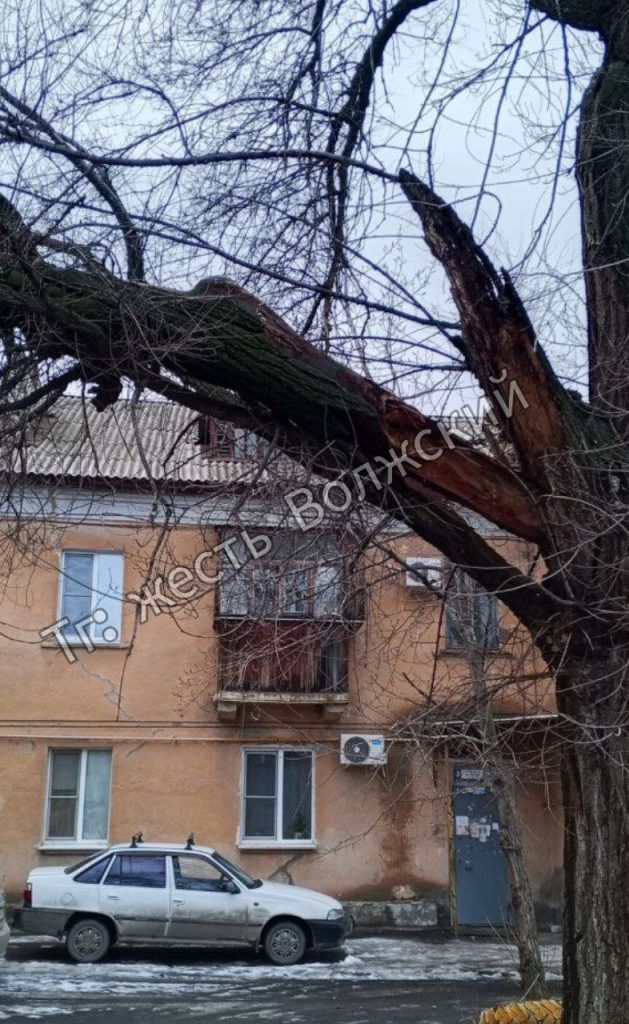 Аварийное дерево угрожает жителям на улице 19 Партсъезда