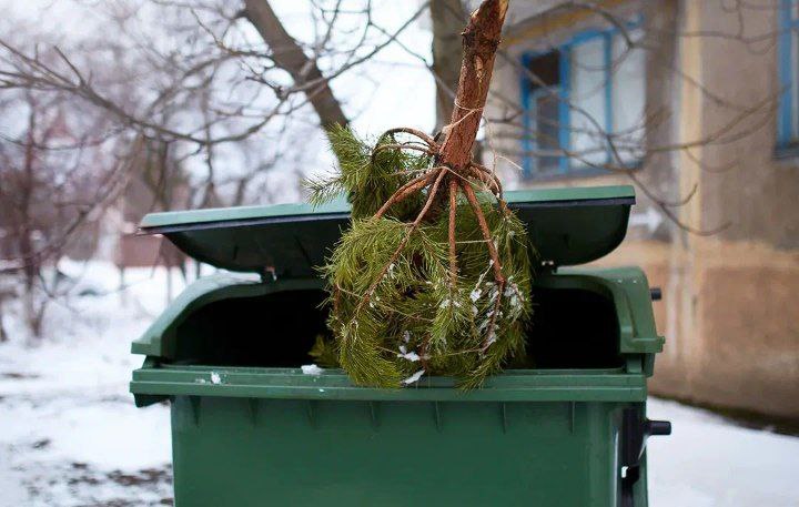 Новогодние ёлки нельзя выбрасывать в обычные контейнеры