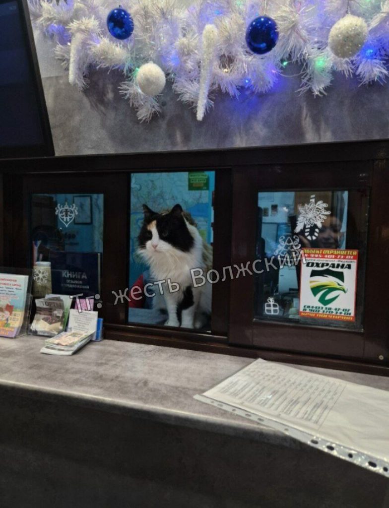 Пушистый кассир: кот стал звездой волжского кинотеатра