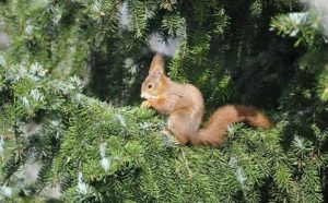 В парке «Гидростроитель» появятся новые пушистые обитатели