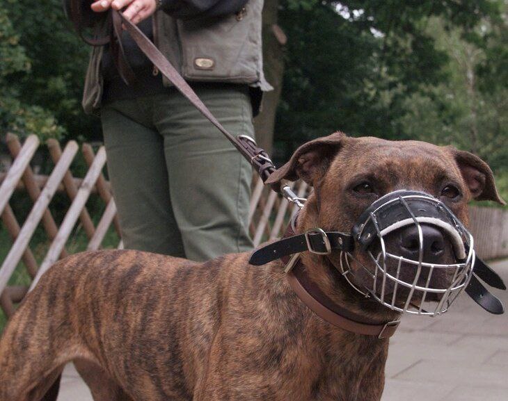 Новые штрафы за нарушение правил выгула собак в Волжском