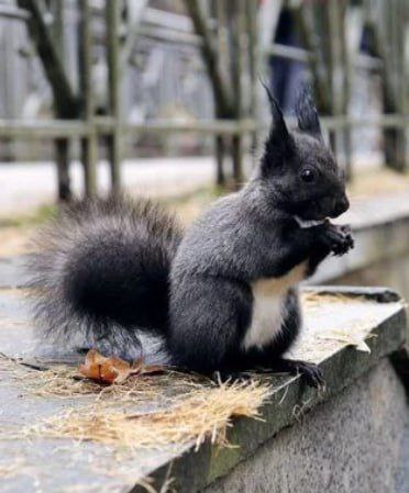 Новые обитатели парка «Гидростроитель»: алтайские и кавказские белки