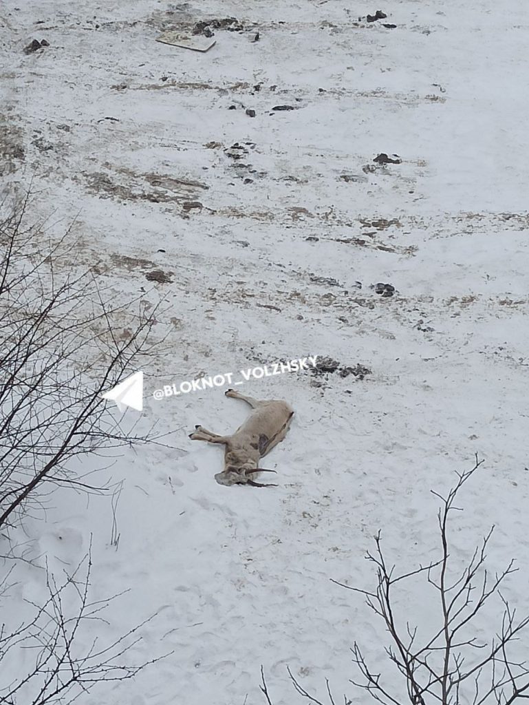 Трагедия в Волжском: во дворе жилого дома обнаружена погибшая самка сайгака