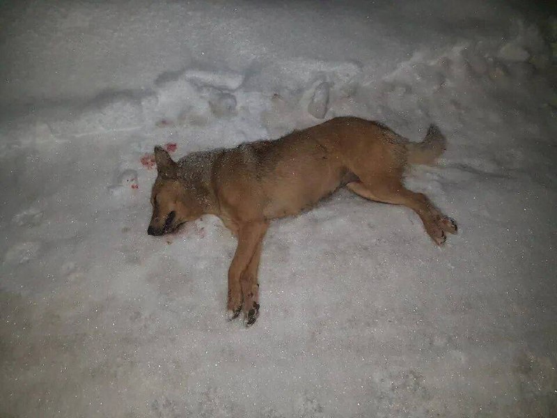 Сбитая машиной собака на улице Энгельса нуждается в срочной помощи