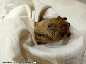 Неожиданное пробуждение: в Волжском спасли летучую мышь, вышедшую из спячки из-за морозов