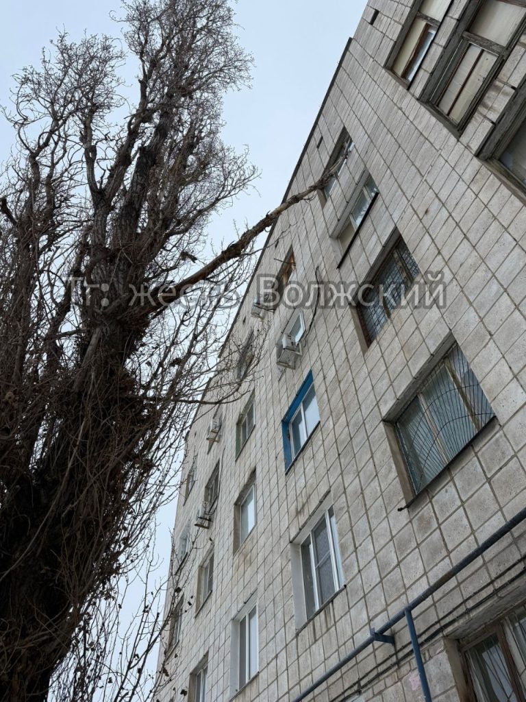 Аварийное дерево угрожает жителям дома на улице Горького
