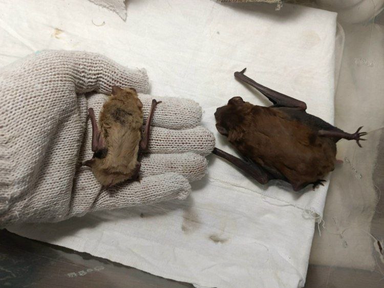 Необычное спасение в Волжском: волонтеры помогли летучей мыши, проснувшейся зимой