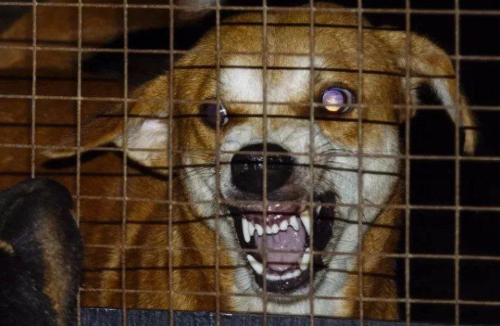 В Волжском выделили 1,6 млн рублей на передержку животных с признаками бешенства