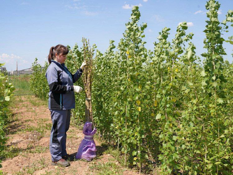 Волжский трубный завод подтвердил эффективность карбоновой фермы