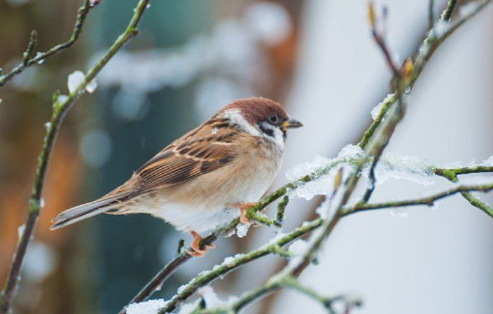 В Волжском завершился масштабный учёт птиц: почти 10 тысяч воробьёв