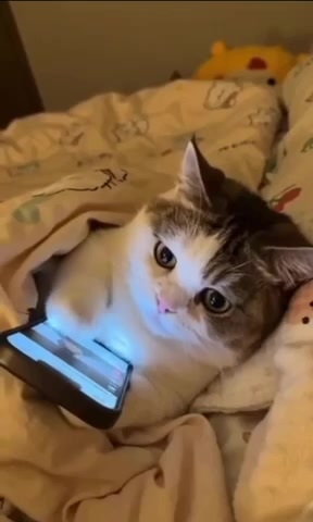 Новости Волжского: как поделиться информацией с горожанами