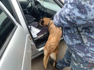 Молодые стрелки задержаны в Волжском после стрельбы из автомобиля