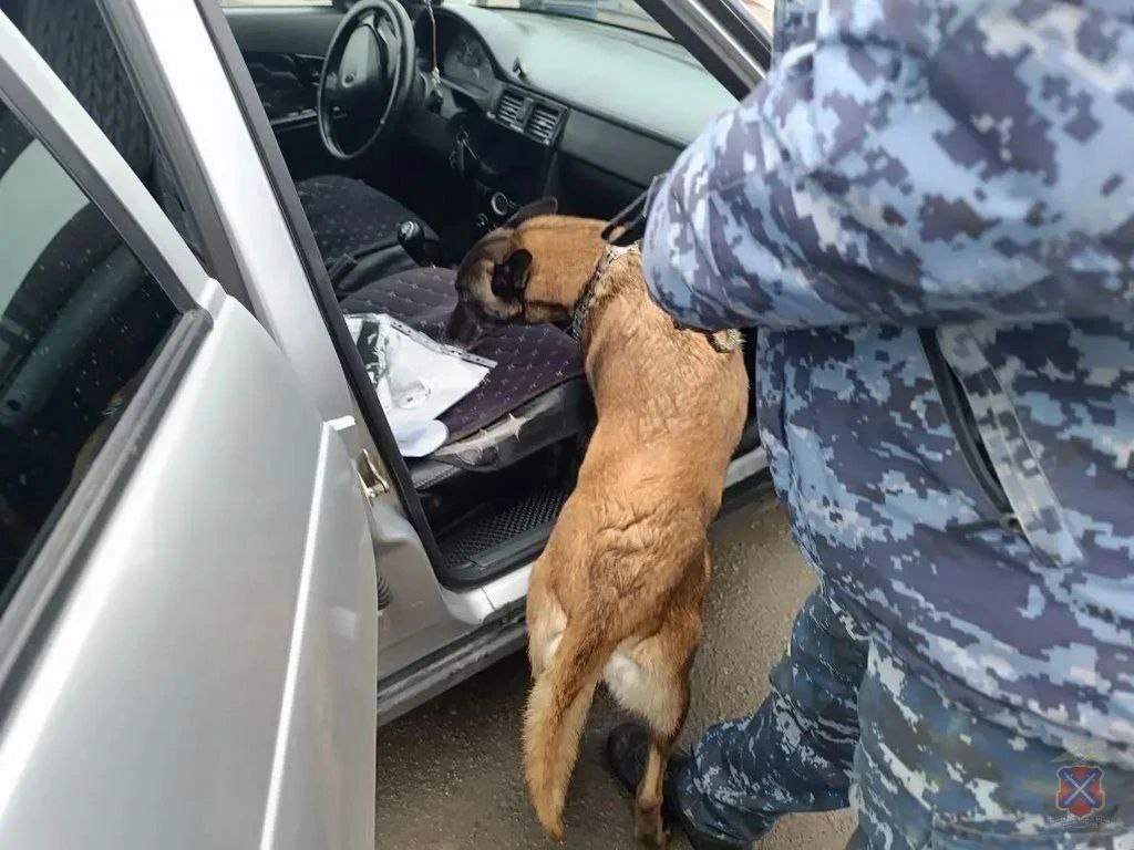 Молодые стрелки задержаны в Волжском после стрельбы из автомобиля