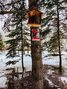 Белки получат новые домики в городском парке к празднику