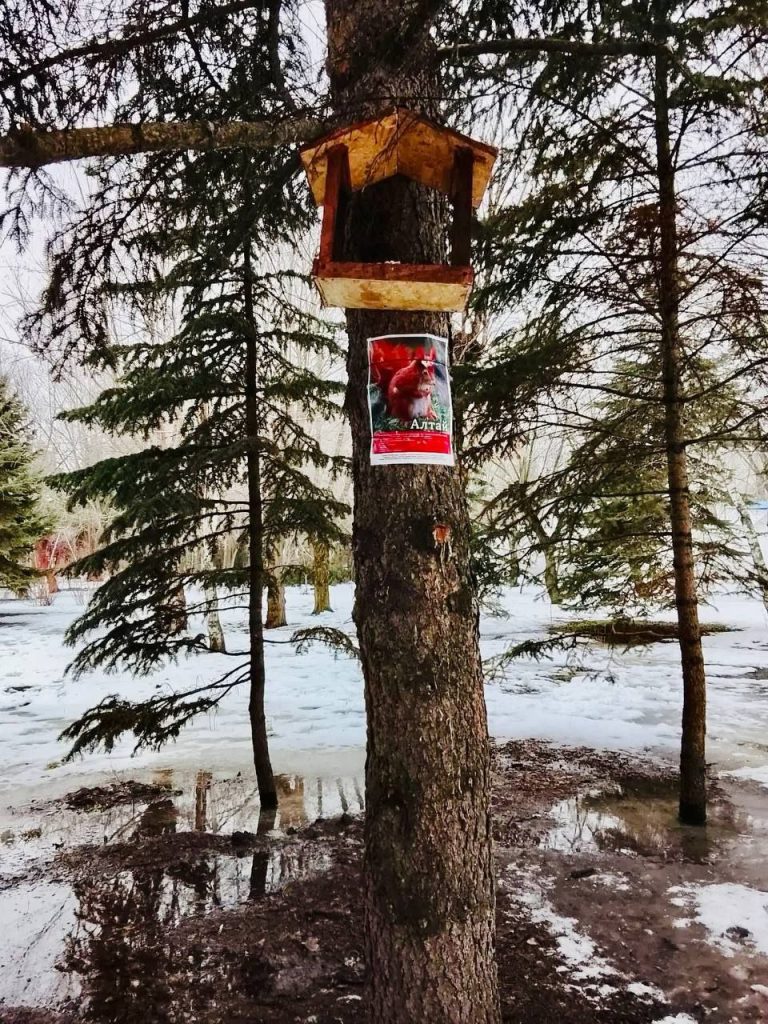 Белки получат новые домики в городском парке к празднику