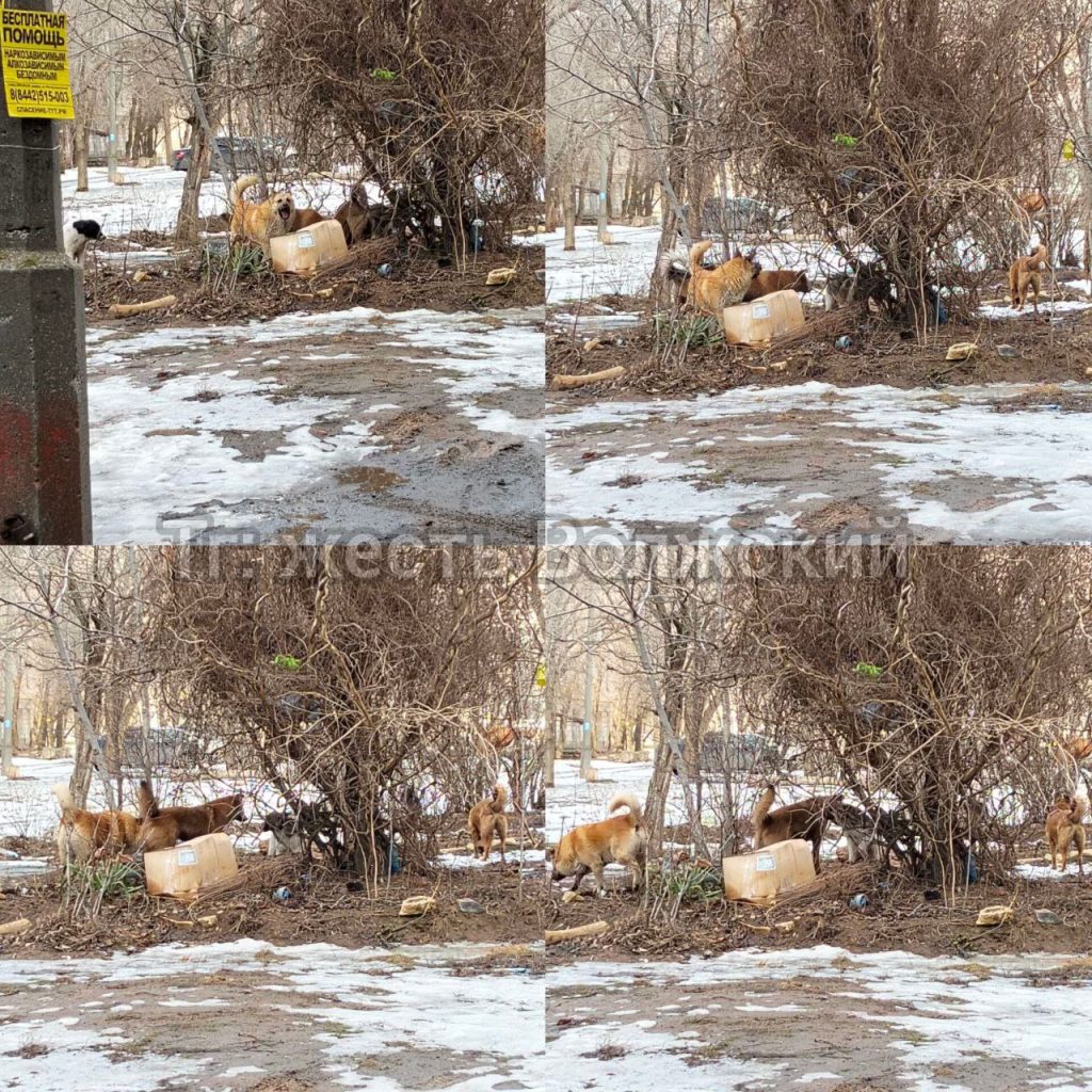 Бездомные собаки создают опасную ситуацию на площади Труда