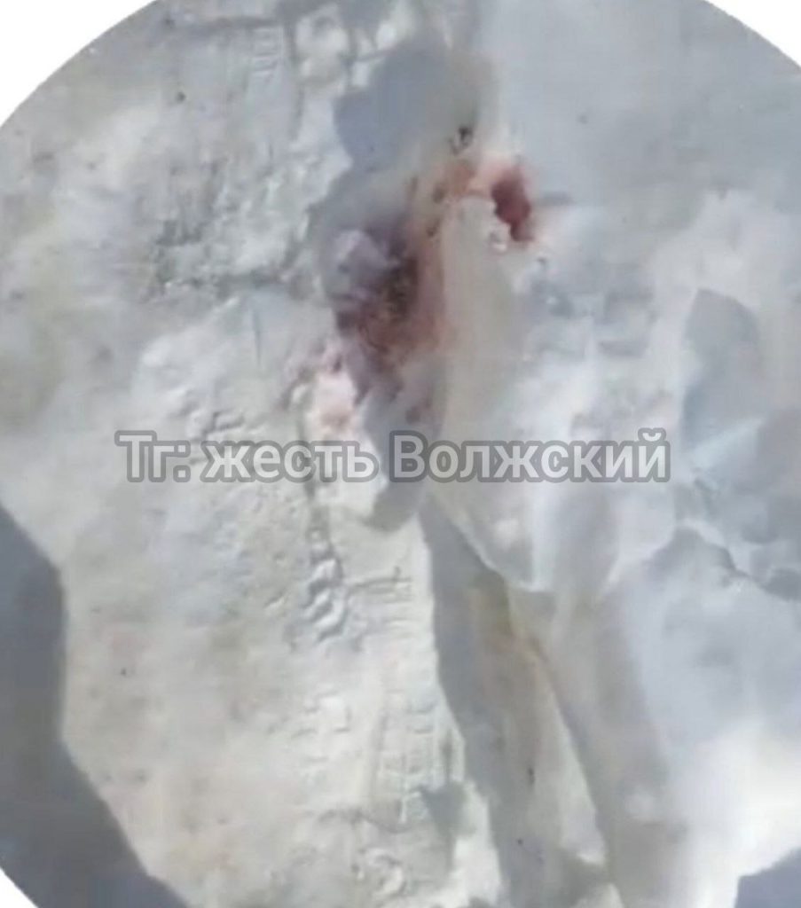 В Волжском зафиксированы случаи отравления собак