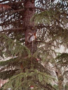 Белки в парке «Гидростроитель» стали ручными и ждут гостей
