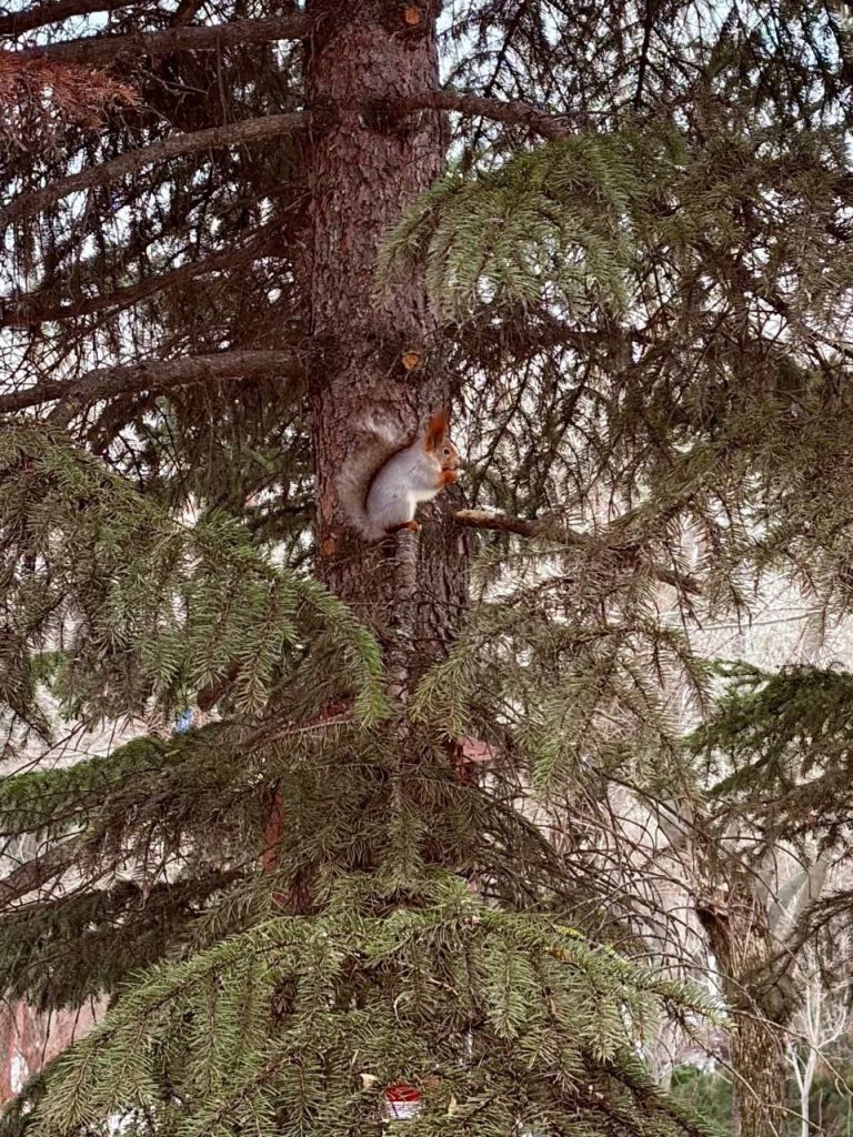 Белки в парке «Гидростроитель» стали ручными и ждут гостей