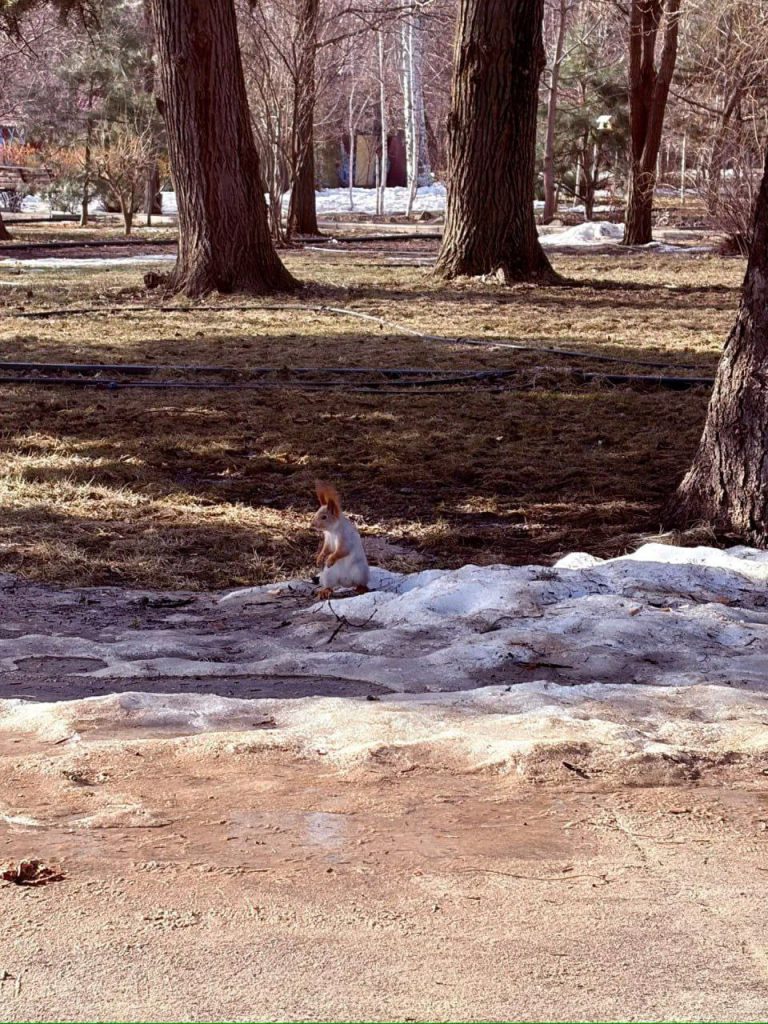 Беличья весна в парке «Гидростроитель»: у самцов начался сезон ухаживаний