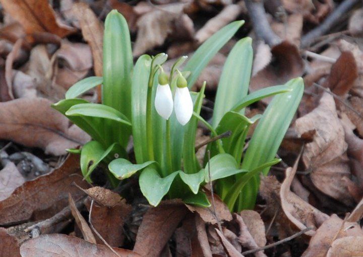 Внимание, первоцветы под защитой: за сбор редких цветов грозит уголовная ответственность