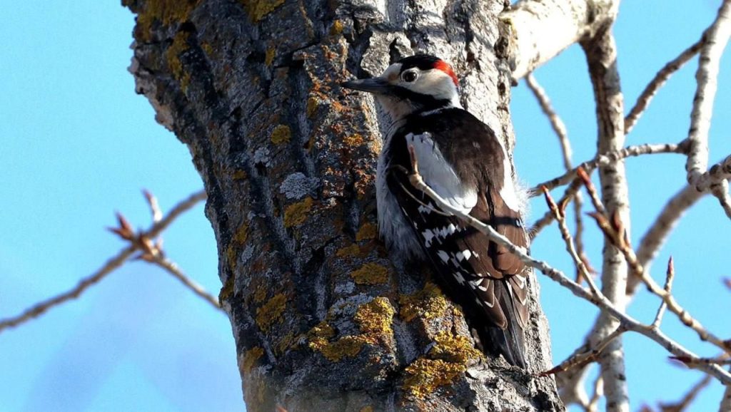 Редкий сирийский дятел замечен на острове Зеленый в Волжском