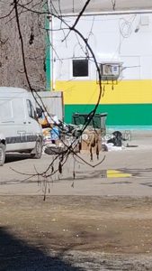 Антисанитария у магазина в 9 микрорайоне Волжского